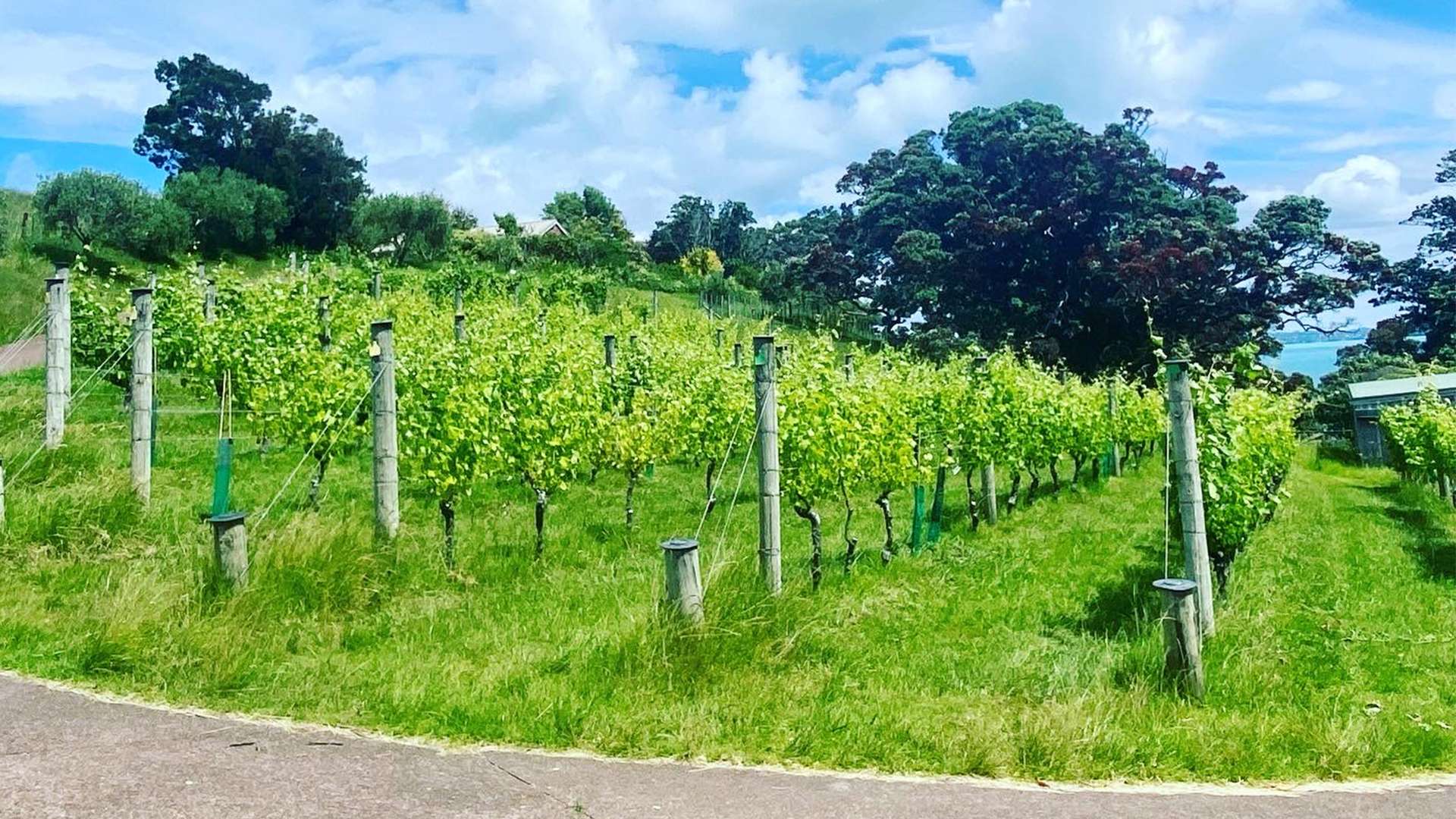 Waiheke Vineyards stunning countryside